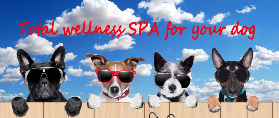 Spa Posa'l Xulo Perruqueria i Estetica Canina Born foto principal
